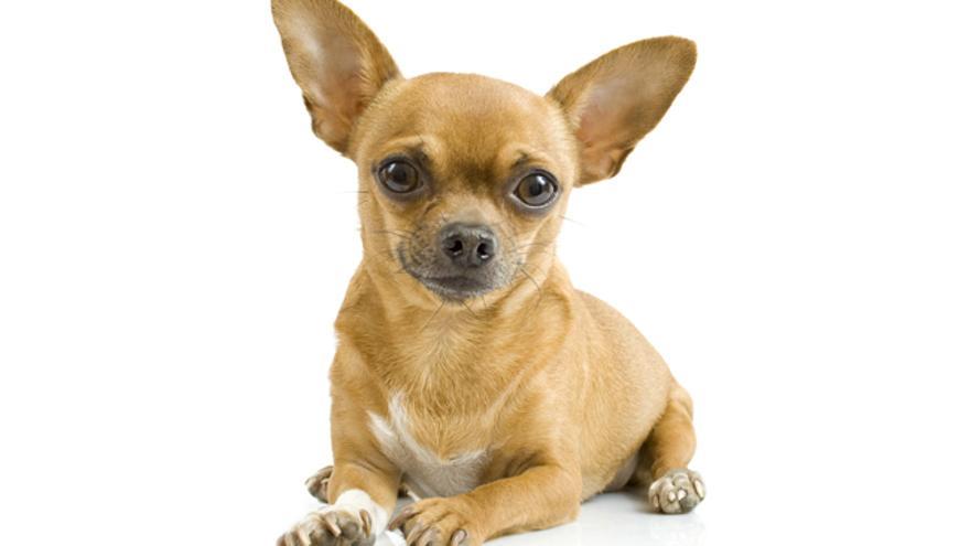 Las 6 razas de perros más pequeños del mundo - Levante-EMV
