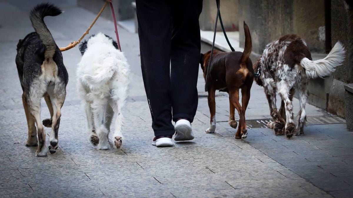 Agua y vinagre diluido para salir a la calle con mascotas en Alcantarilla