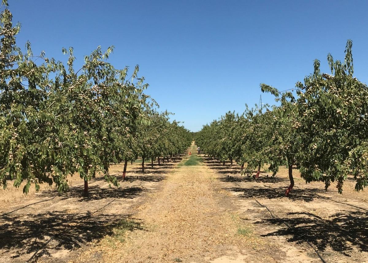 Almendros con los que trabaja el IRTA para conseguir regarlos de forma sostenible.