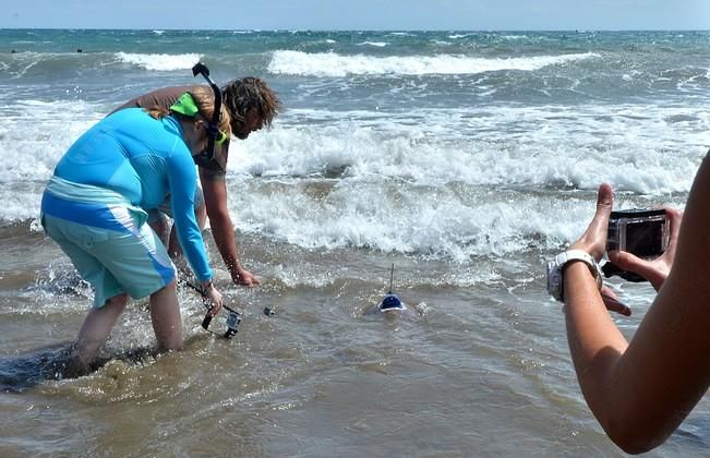 18/03/2016 PLAYA DEL INGLES, SAN BARTOLOME DE TIRAJANA. Suelta de tortugas bobas en Playa del Ingles. Foto: SANTI BLANCO