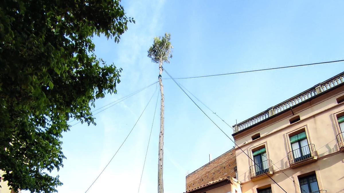 la Festa de l&#039;Arbre de Maig