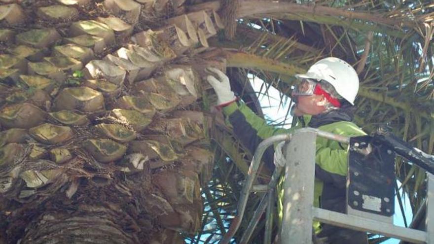 Un técnico revisa minuciosamente el tronco y las hojas de una de las palmeras de la isla.