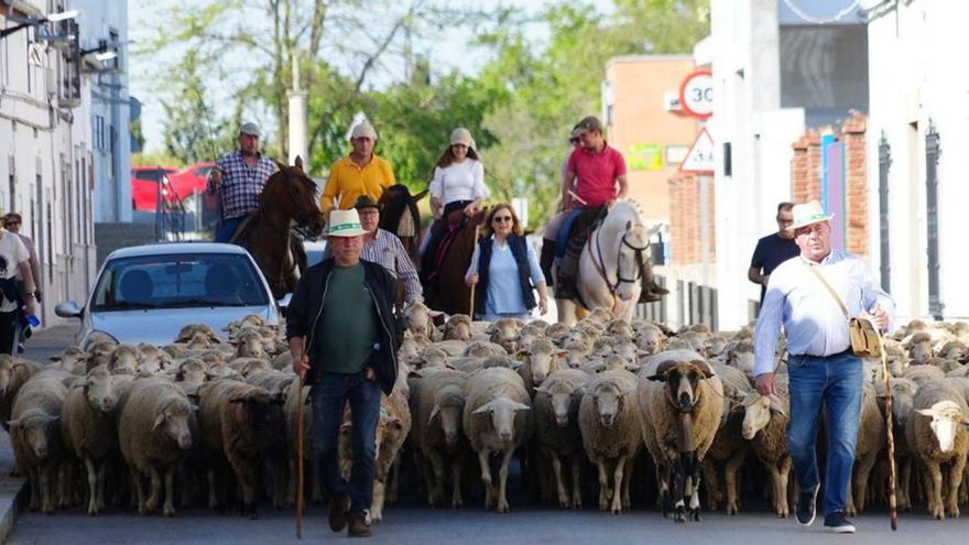 Las ovejas recorren las calles de Belalcázar en el día de la trashumancia