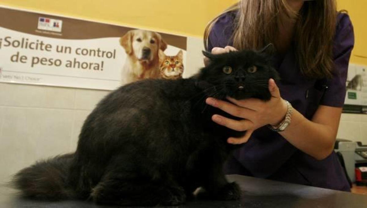 Mascotas con males de humanos