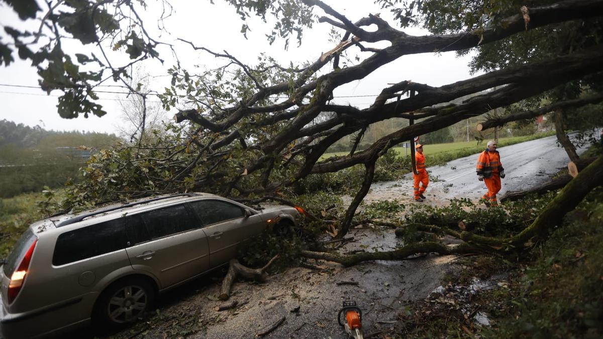 Cae un árbol encima de un coche en La Plata