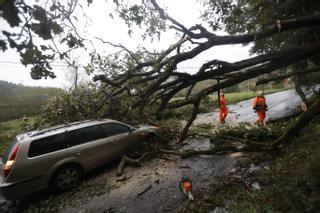 La borrasca "Ciarán" azota Asturias: más de 60 carreteras cortadas por la caída de árboles a causa de los fuertes vientos