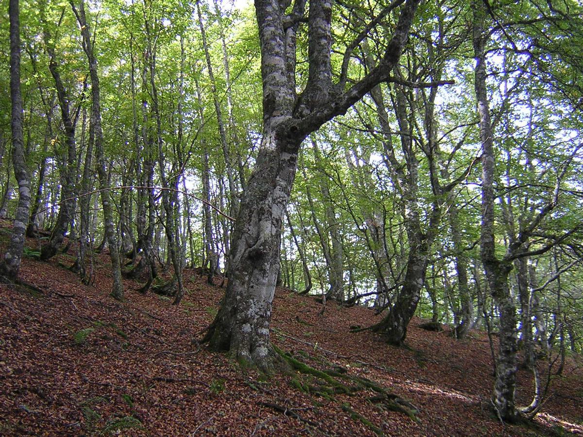 Un bosque asturiano.