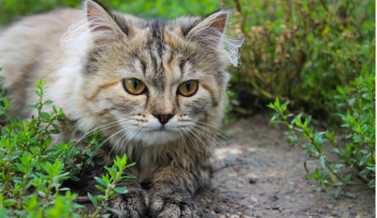 El destino de los animales sin compañía