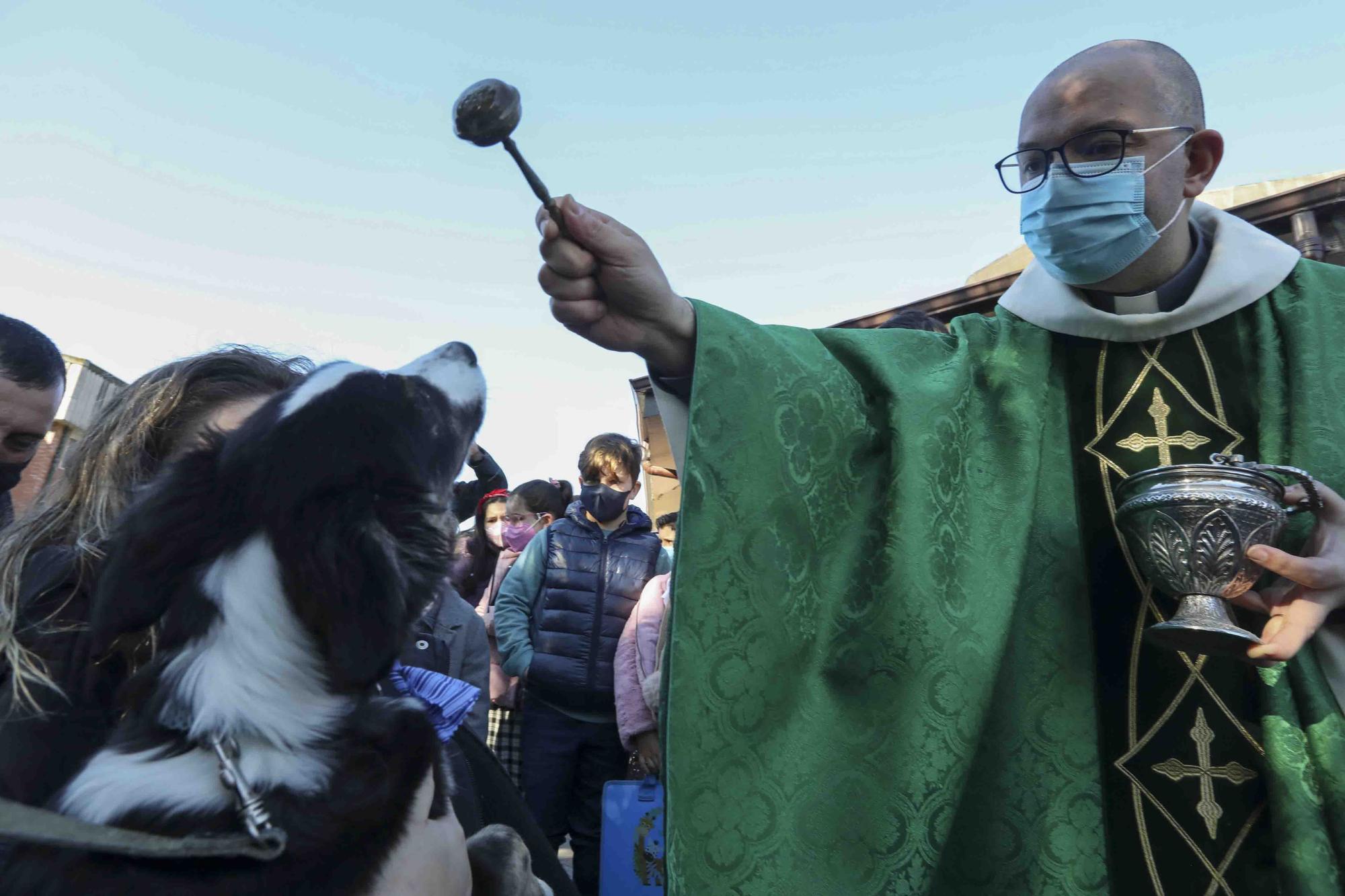 Bendición de animales por San Antón en Avilés