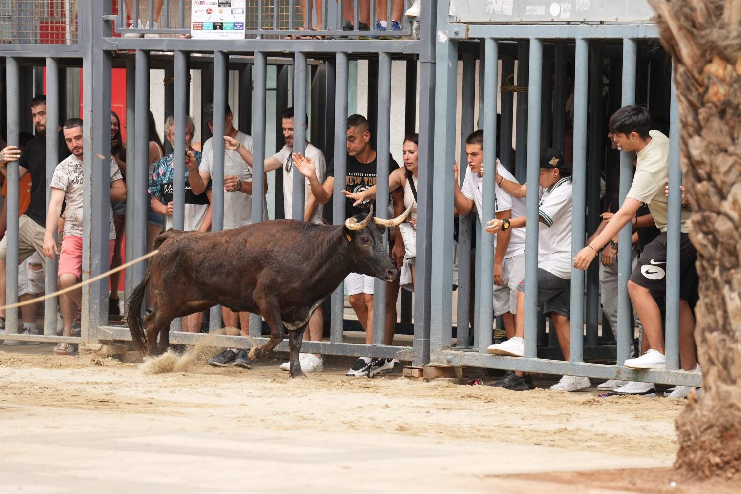 El Grau da inicio a las fiestas de Sant Pere con pólvora, bous y música