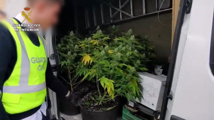 Desarticulada una banda que cultivaba y vendía marihuana a gran escala en Murcia