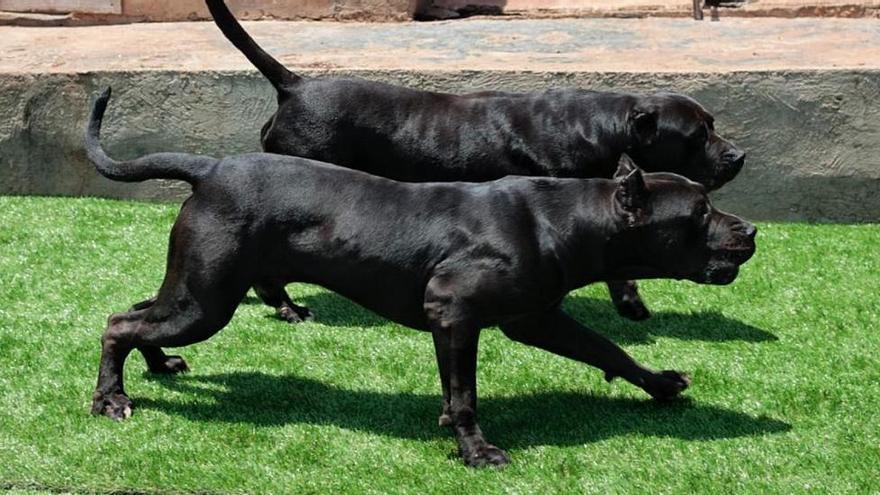 RAZAS DE PERROS PELIGROSAS: estos son los requisitos que debes cumplir para tener un perro de estas razas