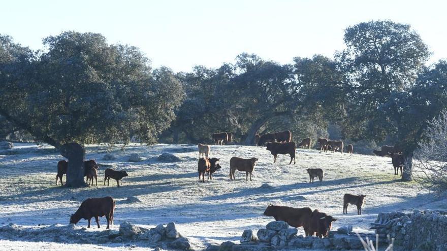 El tiempo en Córdoba: otra madrugada gélida con -5,7 grados en Espiel y -5,3 en Valsequillo