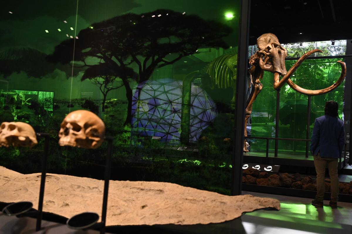 El mamut, al fondo, y en primer término su mayor depredador.