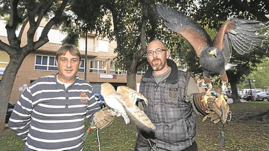 Una ‘patrulla’ de águilas  echa a 5.000 estorninos