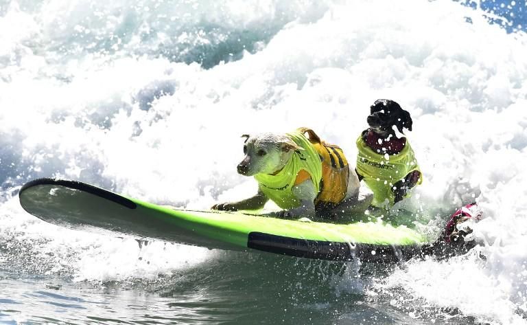 Surfing dogs competition