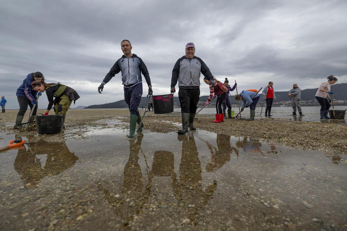 Mariscadores recogiendo marisco muerto en el bando de O Testal.