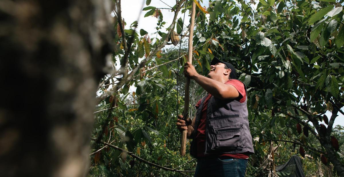 La suite de cata de MAANNA con chocolate LAFLOR de origen Colombia, una de las referencias que permiten recorrer los distintos perfiles del cacao desde su procedencia.