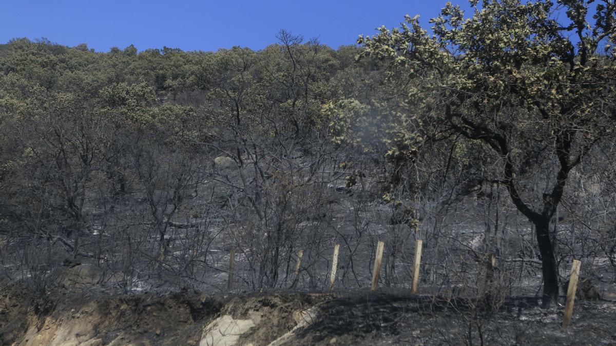 Una imagen de la superficie quemada en el incendio del 2015.