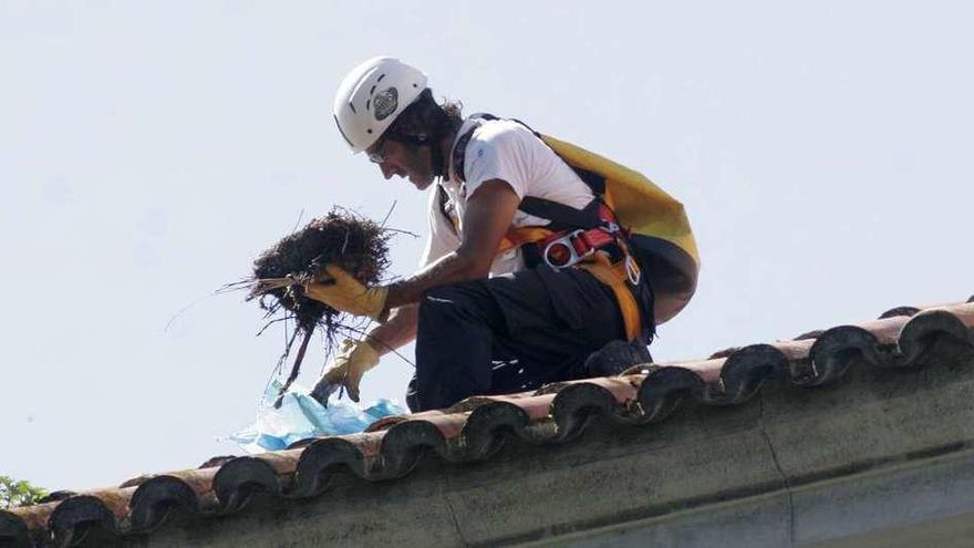 Un trabajador del servicio municipal de control de aves, en un tejado.