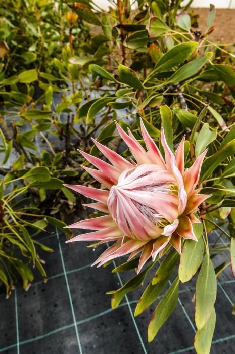 Plantación de proteas