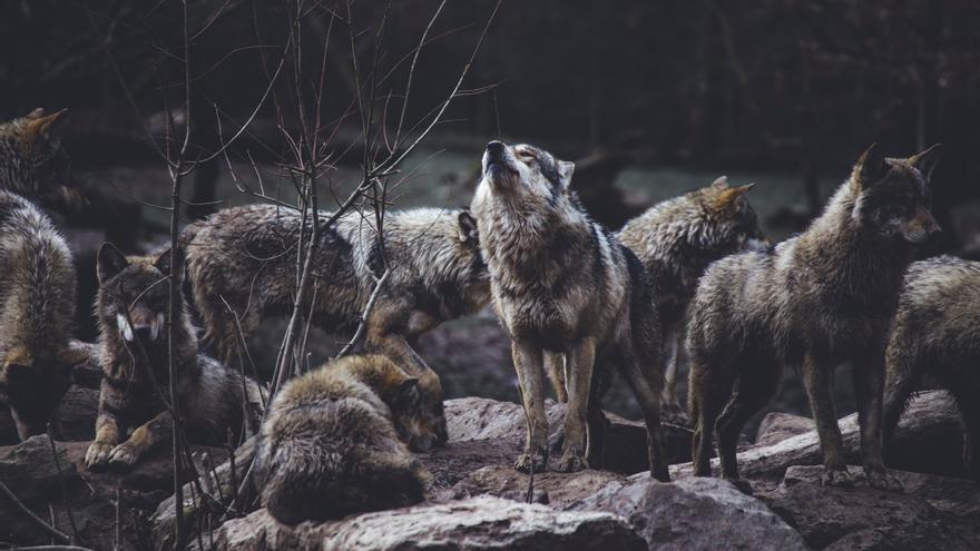 El lobo vuelve a estar protegido en la mayor parte de los Estados Unidos