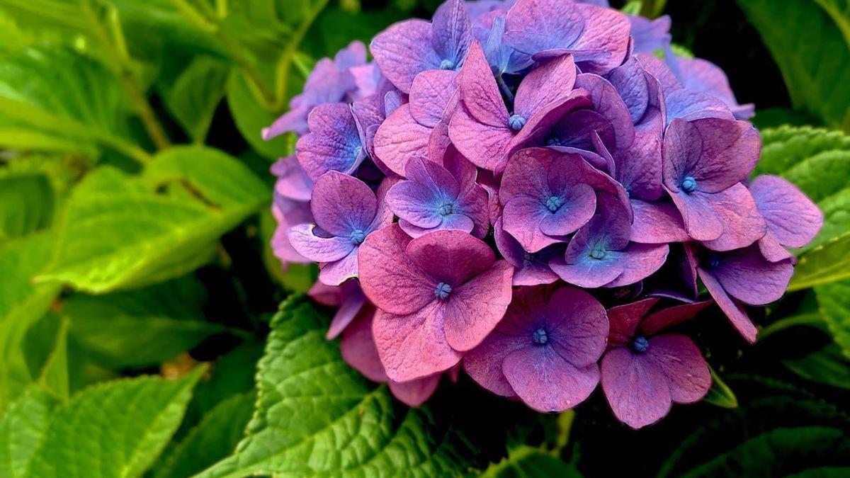 Descubre cómo podar las hortensias para un florecimiento exuberante y colores radiantes