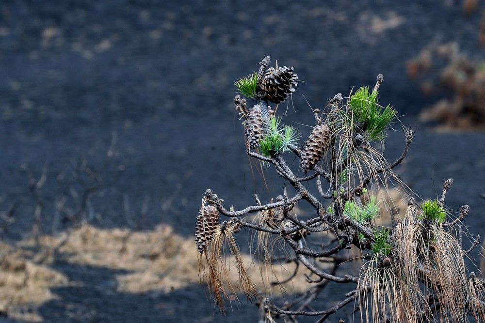 Un mundo de ceniza en La Palma dos meses después del volcán