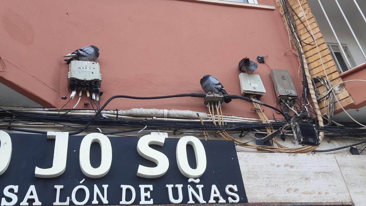 Palomas en la avenida 9 d'Octubre.