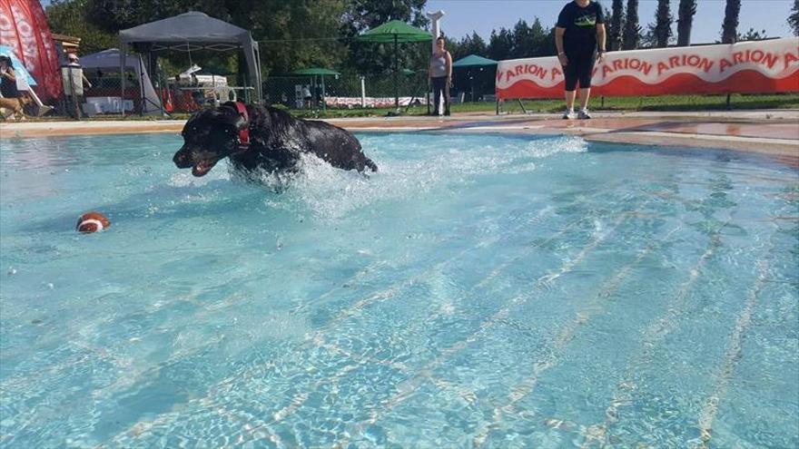 200 perros asisten al día de piscina en nueva ciudad