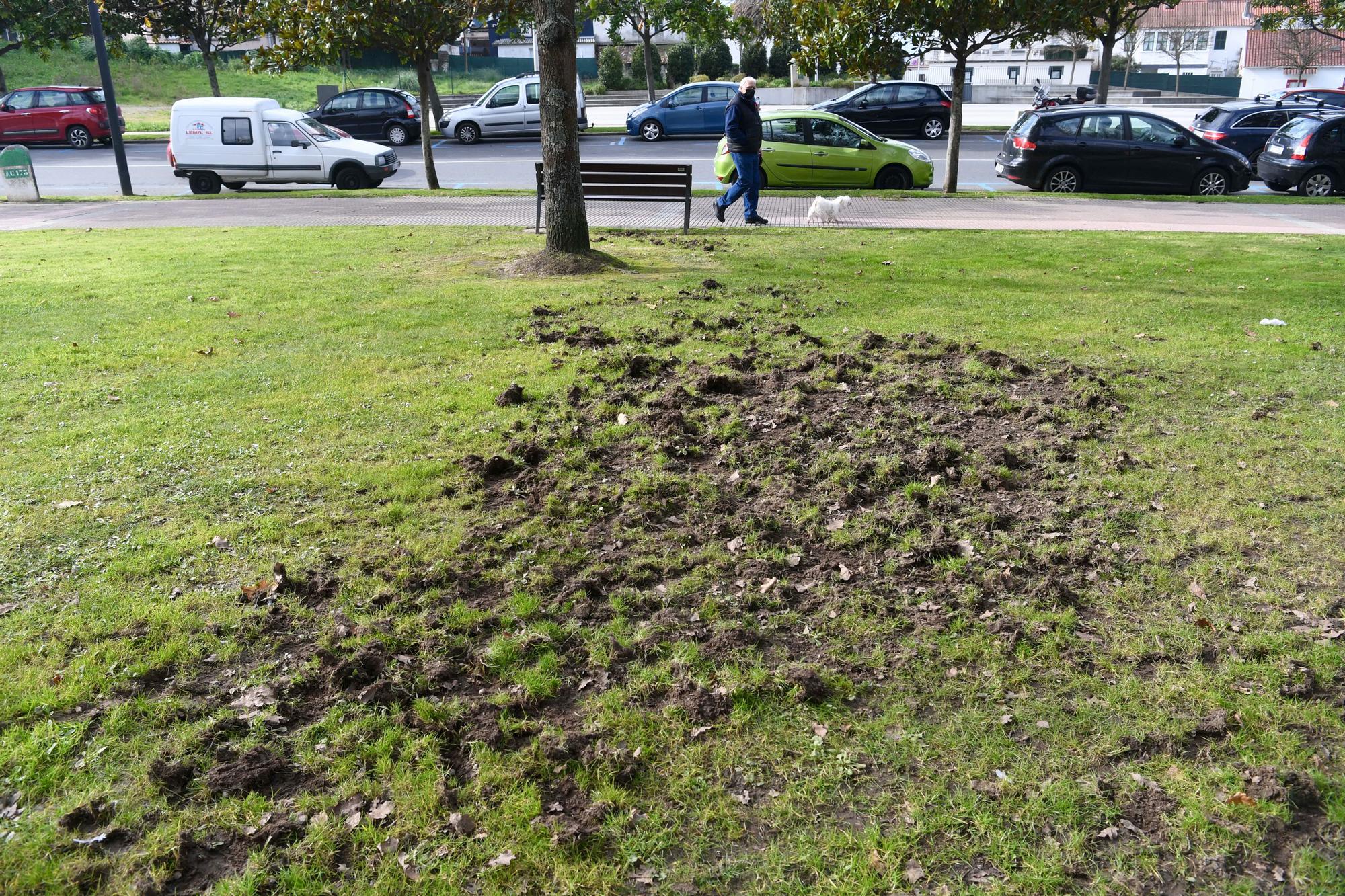 Los jabalíes destrozan en Oleiros las zonas verdes del parque Luis Seoane