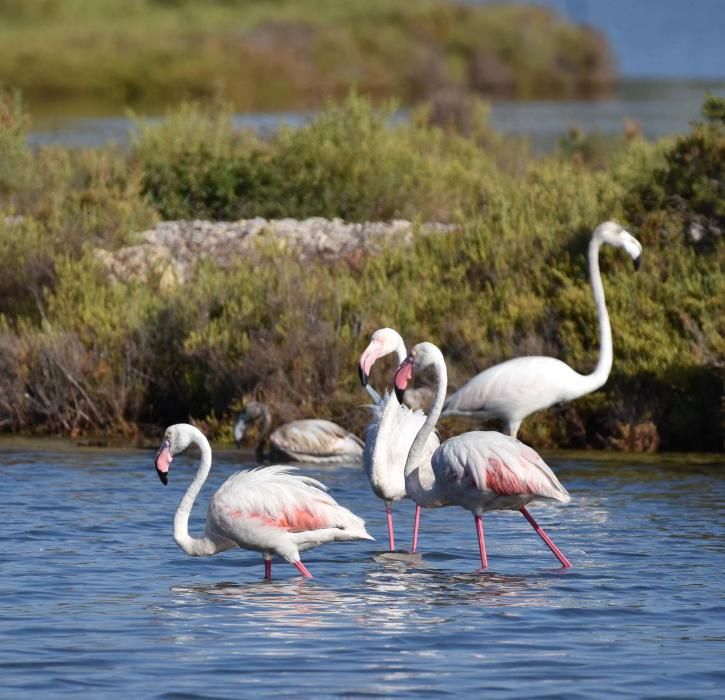 Flamencos en Ibiza