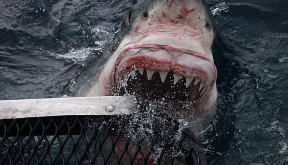 El tiburón blanco, más cerca que nunca