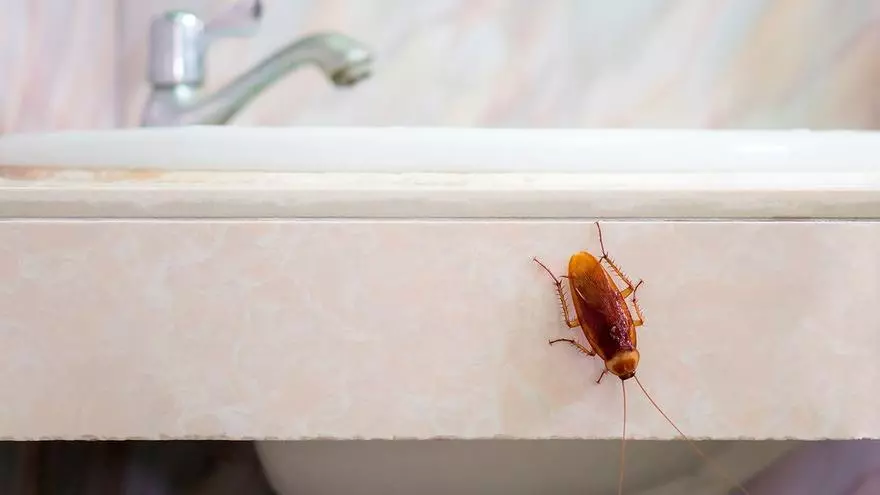 ¿Cucarachas en casa? Seis trucos caseros para evitar que entren