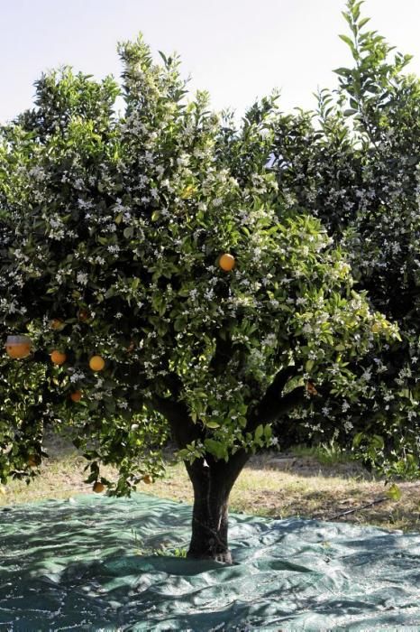 Auf der biologischen Zitrus-Plantage Ecovinyassa in Sóller ziehen die weißen Blüten nicht nur Bienen an.