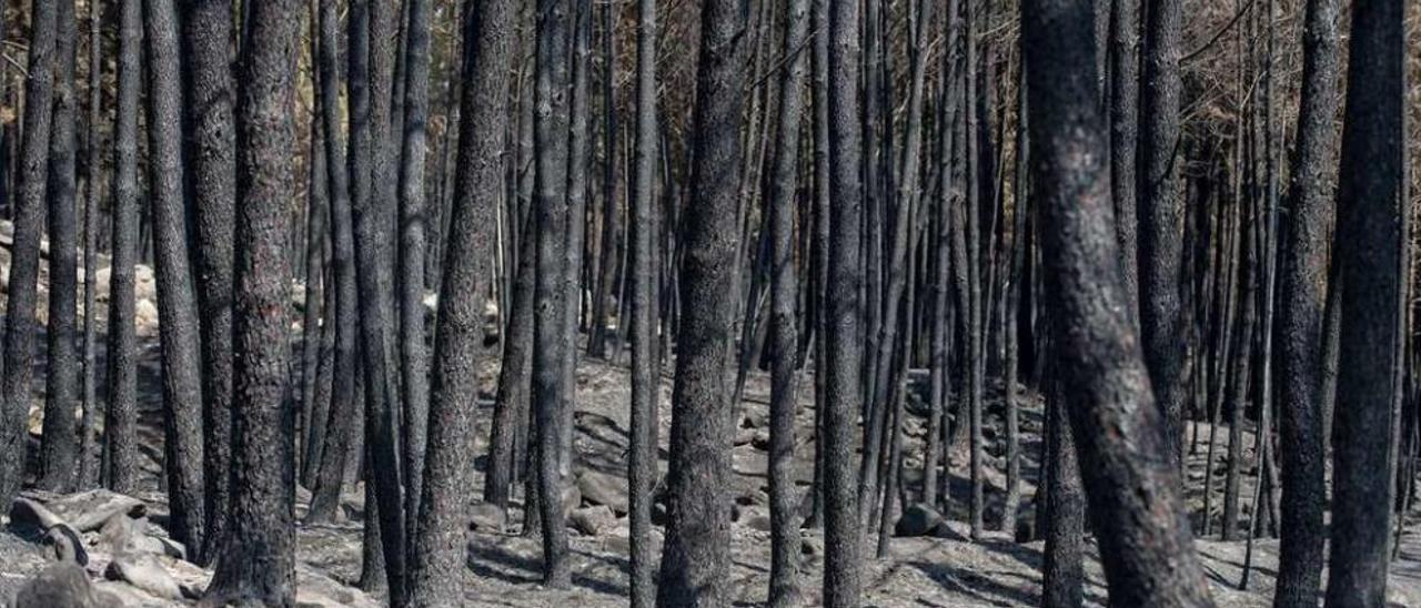 Uno de los bosques quemados en el incendio de Entrimo, la semana pasada. // Brais Lorenzo