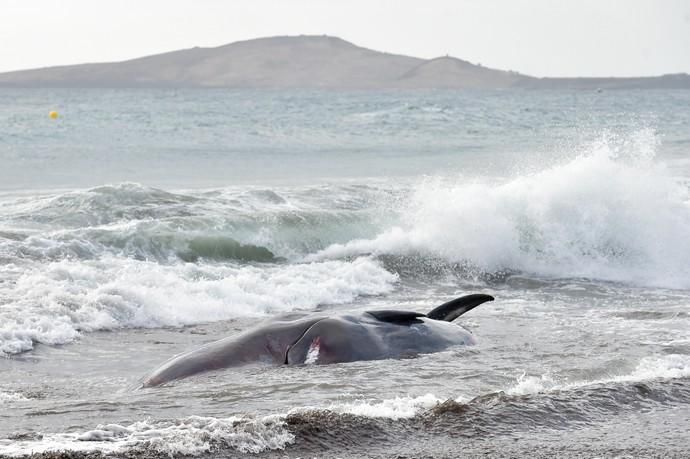 02-02-2019 TELDE. Cachalote muerto varado en la playa de Melenara. Fotógrafo: ANDRES CRUZ