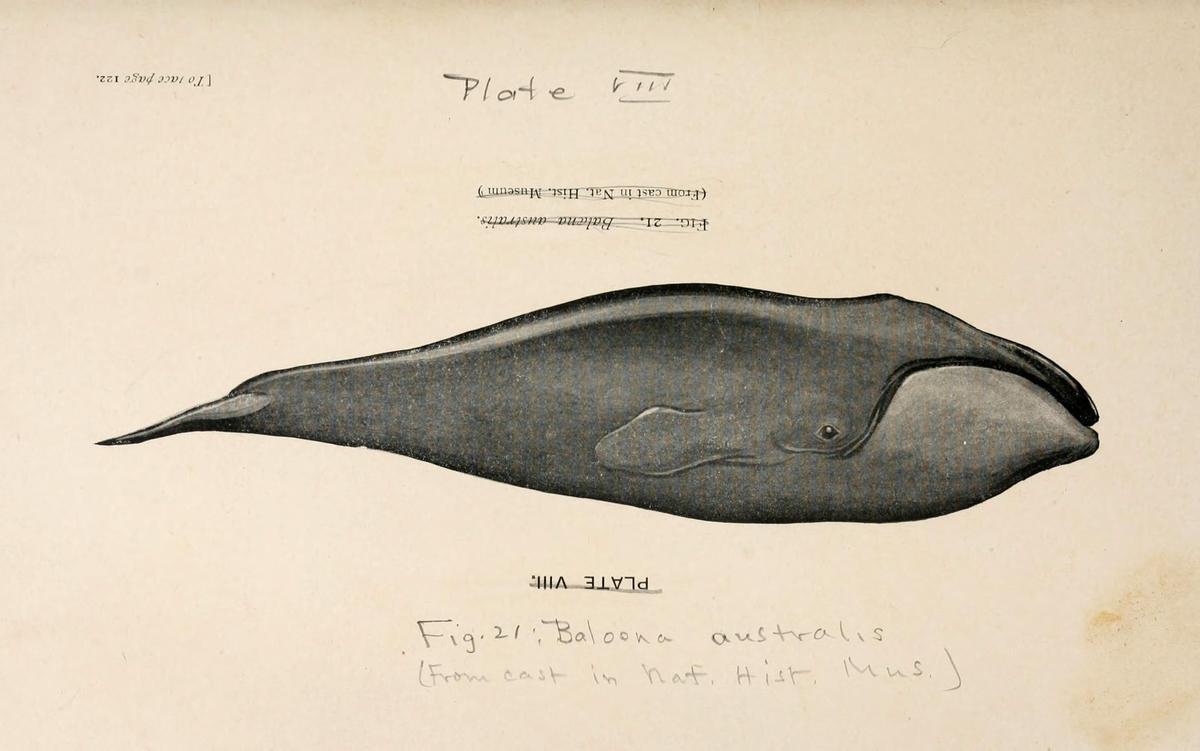 Antiguo grabado de una ballena franca