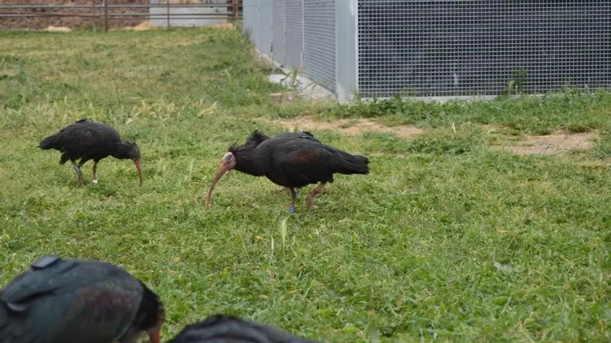 VÍDEO | Un ibis migrador fa una aturada històrica a l'Alt Empordà