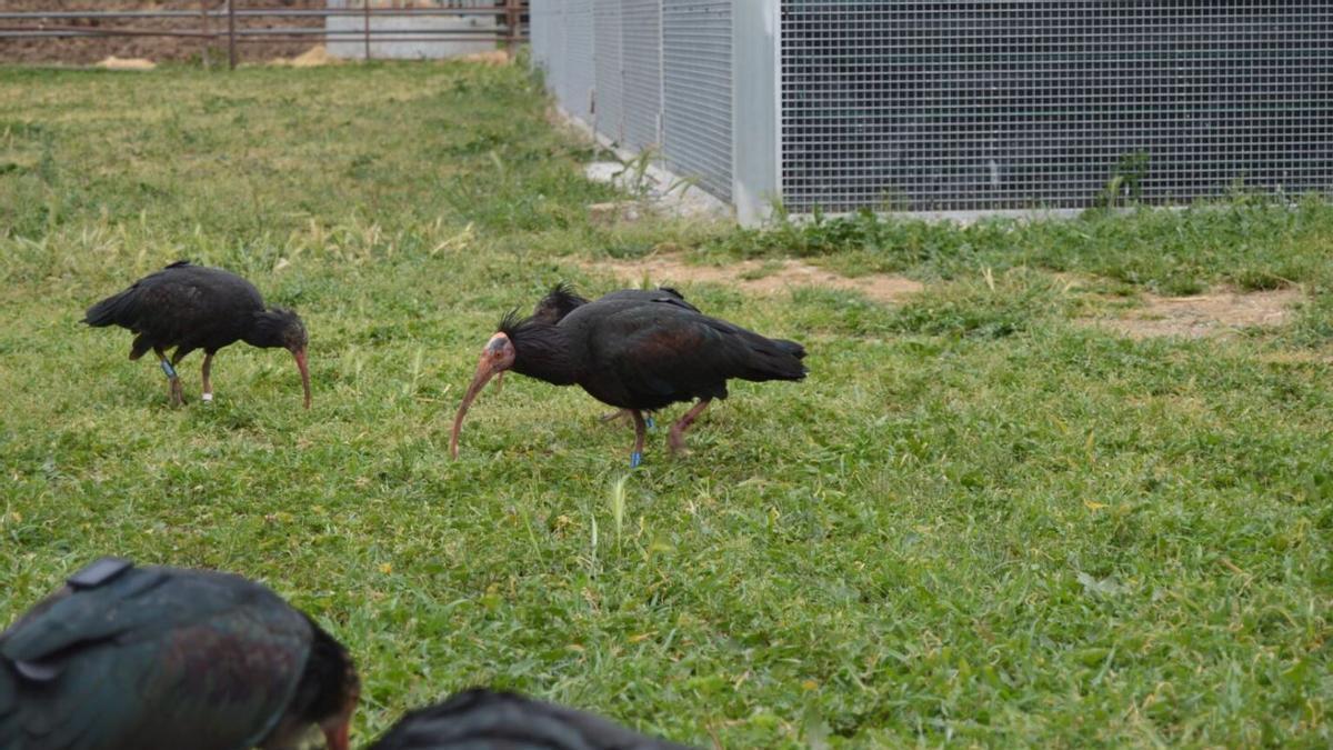 Un ibis migrador fa una aturada històrica a l'Alt Empordà quan la reintroducció tot just acaba d'arrencar
