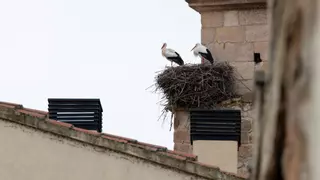 Zamora, ciudad de cigüeñas