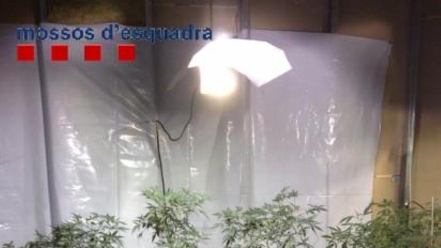 Els agents van localitzar 32 plantes de marihuana