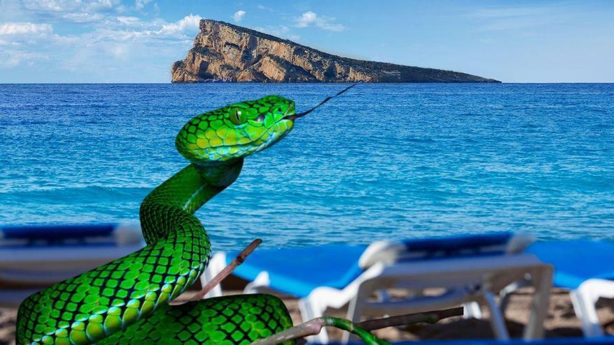 Una de las serpientes más raras del planeta está en Benidorm: el “fantasma verde de Gunalen” llega por primera vez a Europa