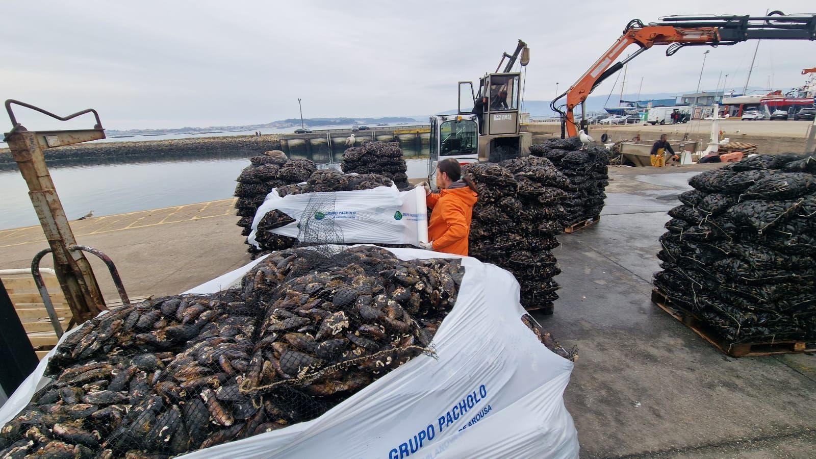 Descargas de mejillón para el mercado de fresco (depuradoras) en el puerto de Vilanova de Arousa.