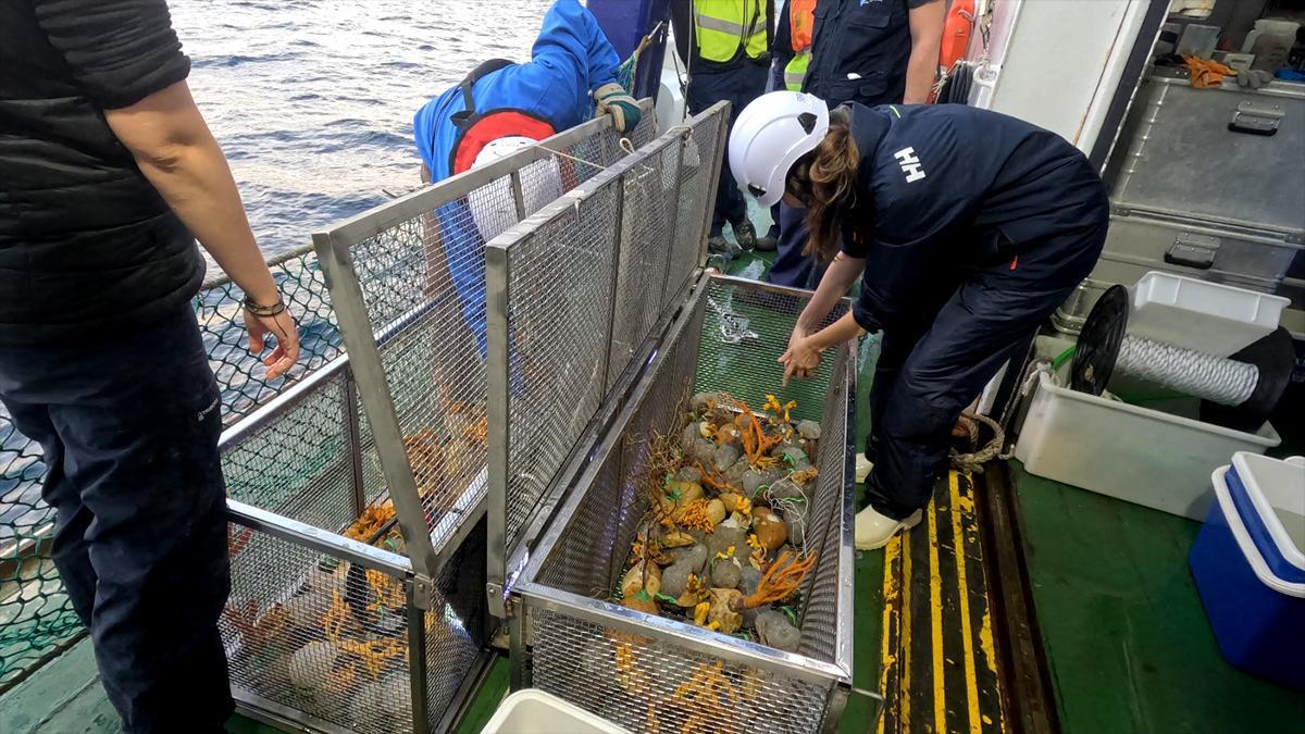 Un projecte restaura el fons marí amb corals i esponges