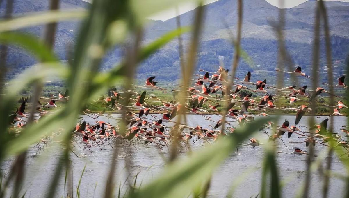 Flamencos en la Marjal de Pego-Oliva