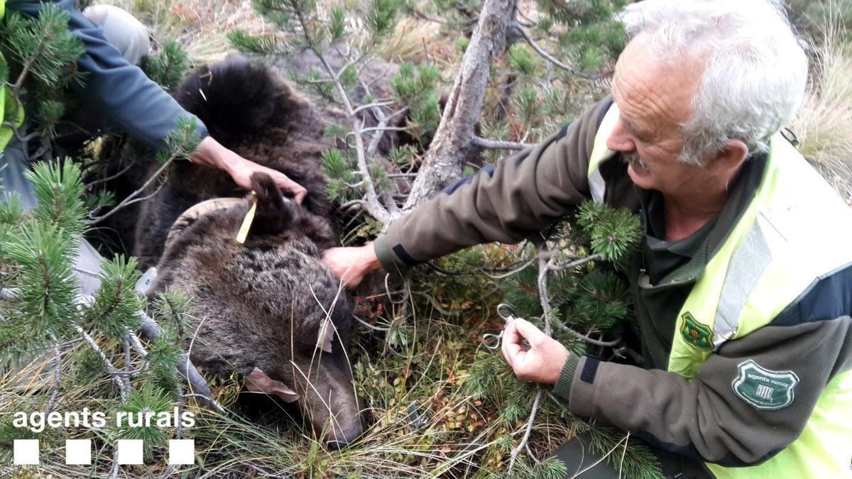 Agentes rurales cambian las baterías del collar de seguimiento del oso Goiat, en octubre del 2018.