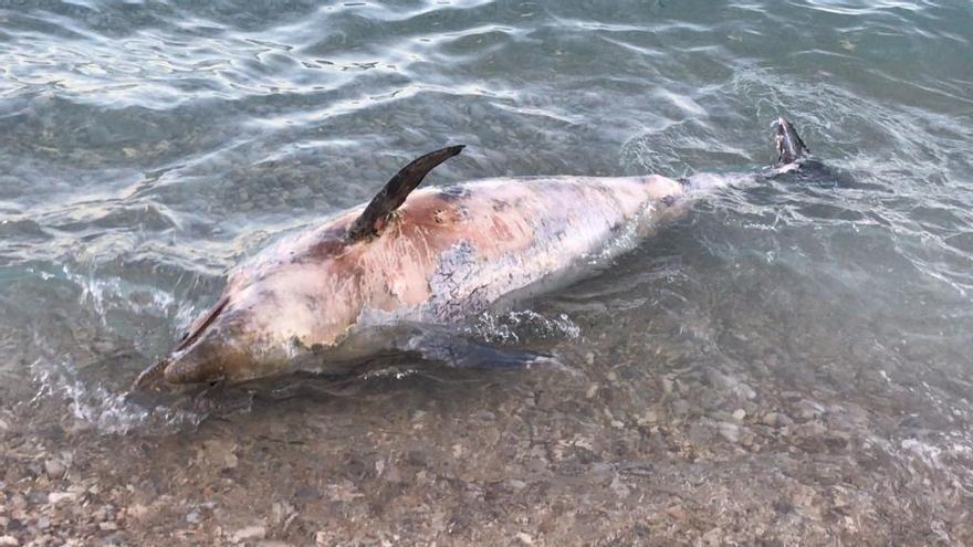 Aparece un delfín muerto en la playa de La Caleta de La Vila
