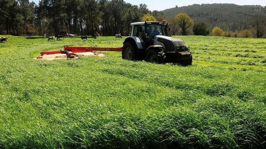 Un tractor de la cooperativa Cobideza siega hierba en una finca de Palio.  // Bernabé/Gutier