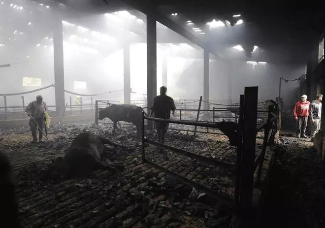 Un incendio en una granja de Lalín deja a su propietario herido y a más de 50 terneros muertos